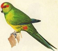 Free Parakeet Clipart