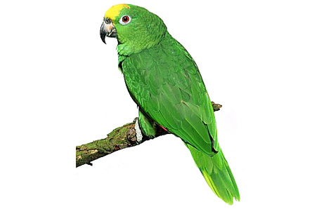Parrot cliparts