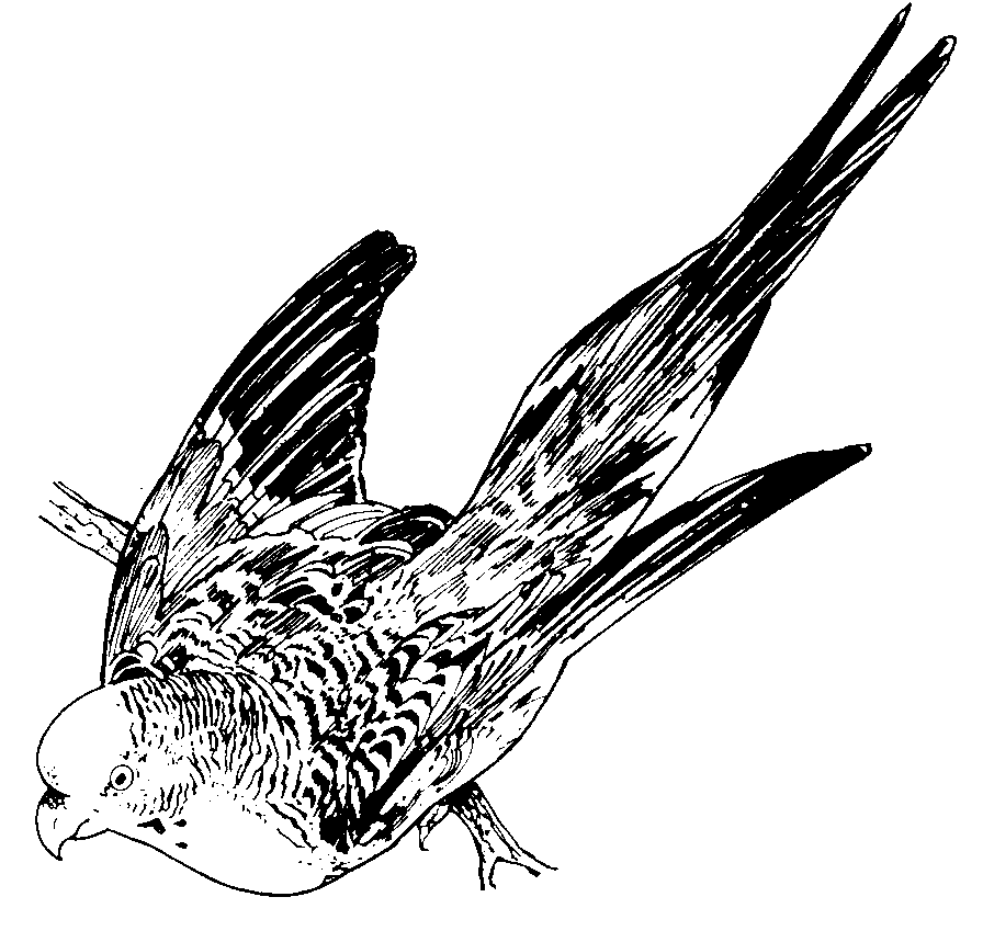 Parakeet Clipart