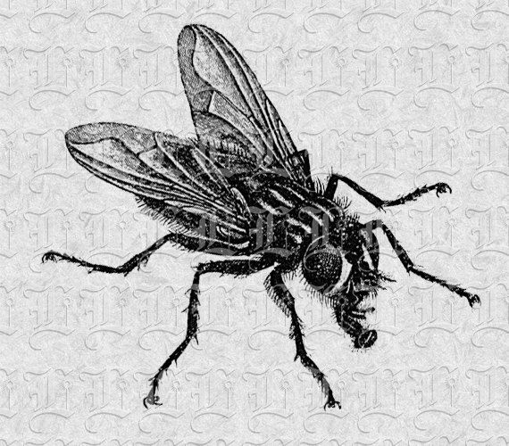 house fly clipart - photo #30
