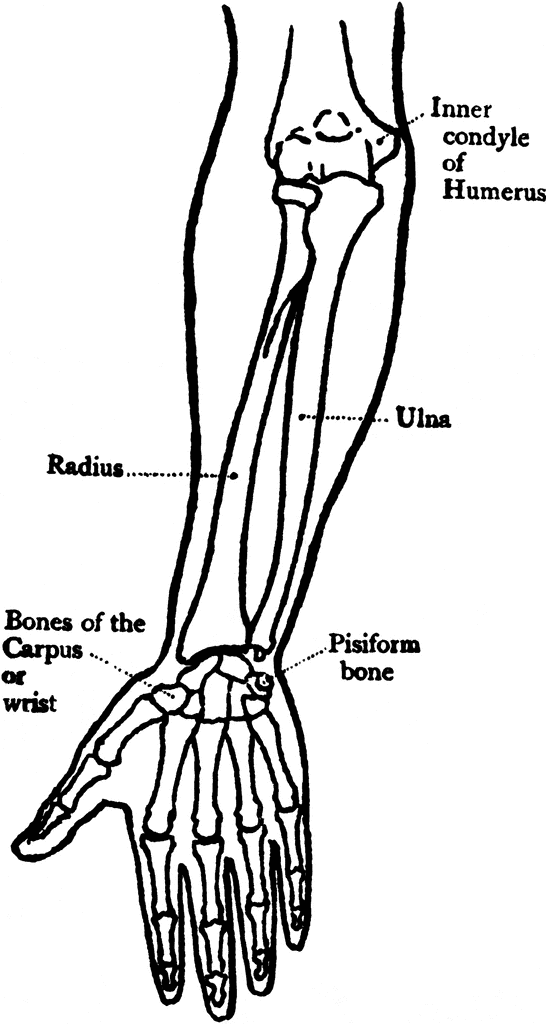 Diagram Of The Forearm