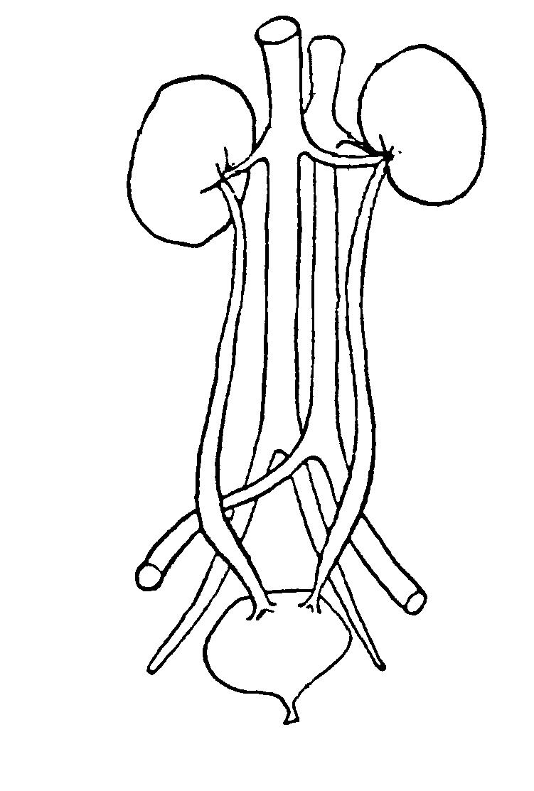 blank excretory system diagram