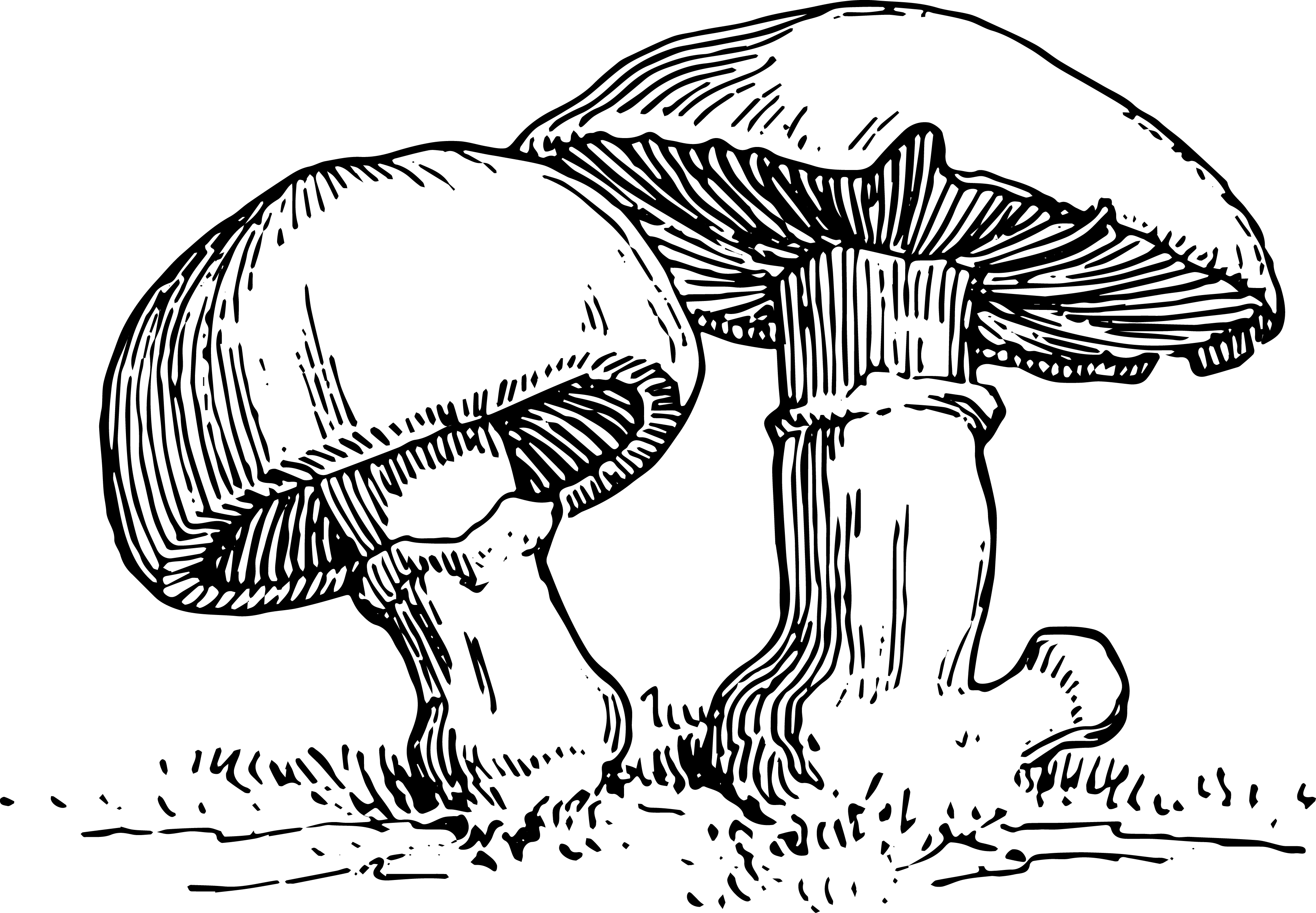 Stock image vintage mushroom clip art oh so nifty vintage 2 image
