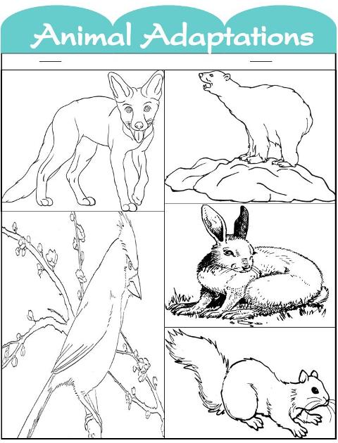 Animal Adaptation Clipart image 