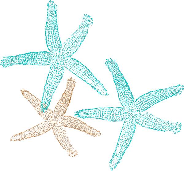 Turquoise starfish clip art nature download vector clip art image