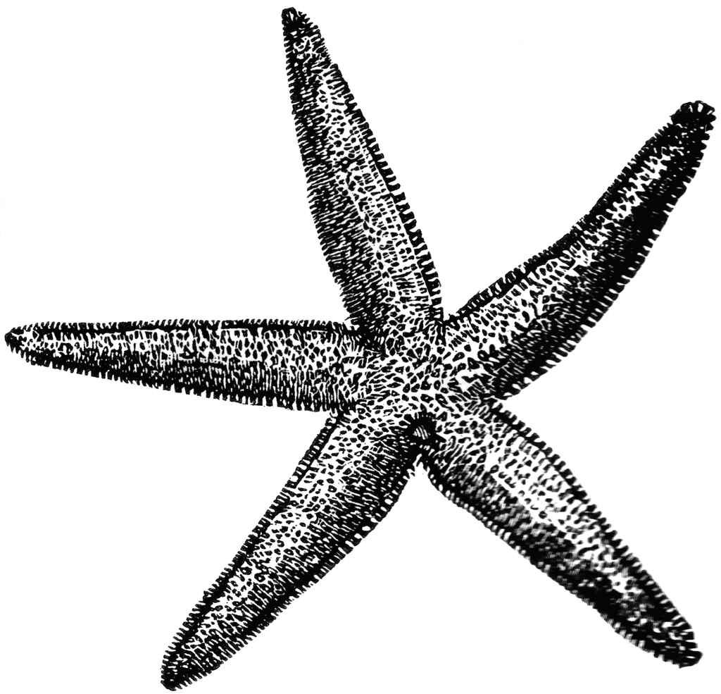 Common starfish clipart etc image