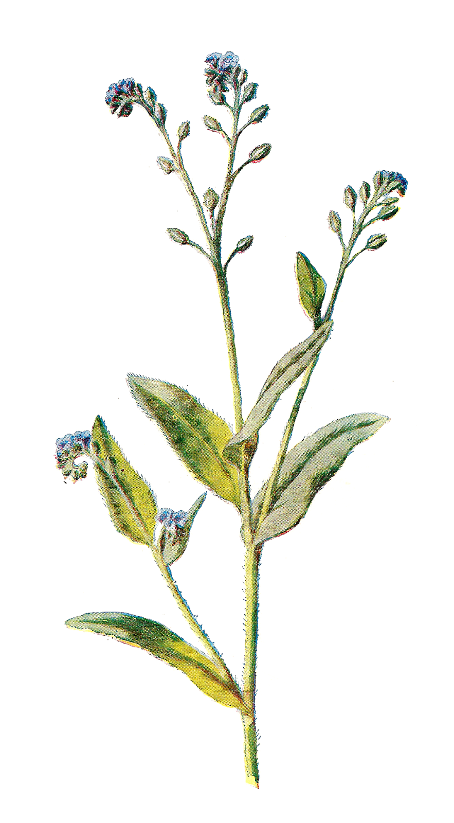 Free Wildflower Cliparts, Download Free Wildflower Cliparts png images
