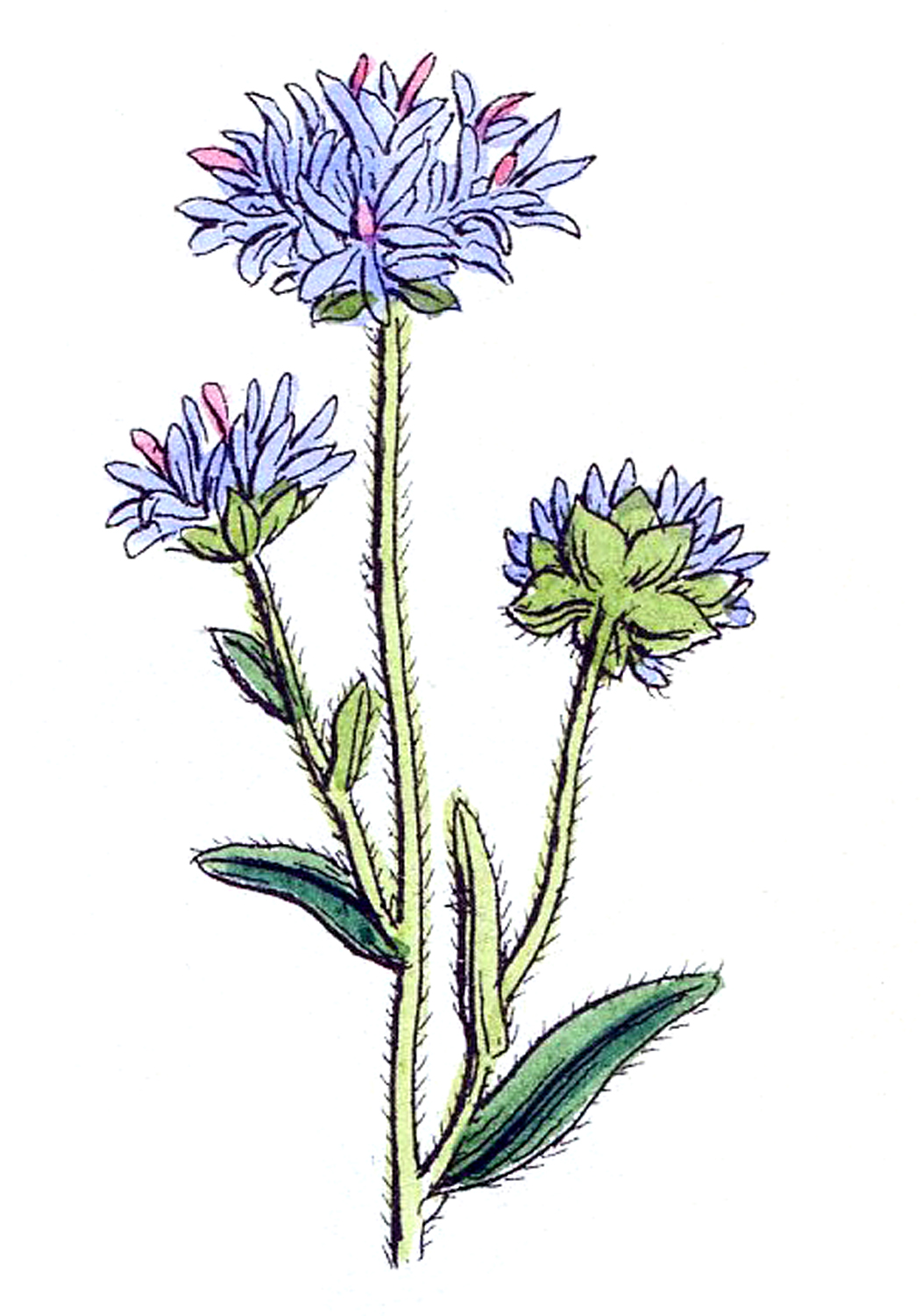 wildflower clip art free - photo #18