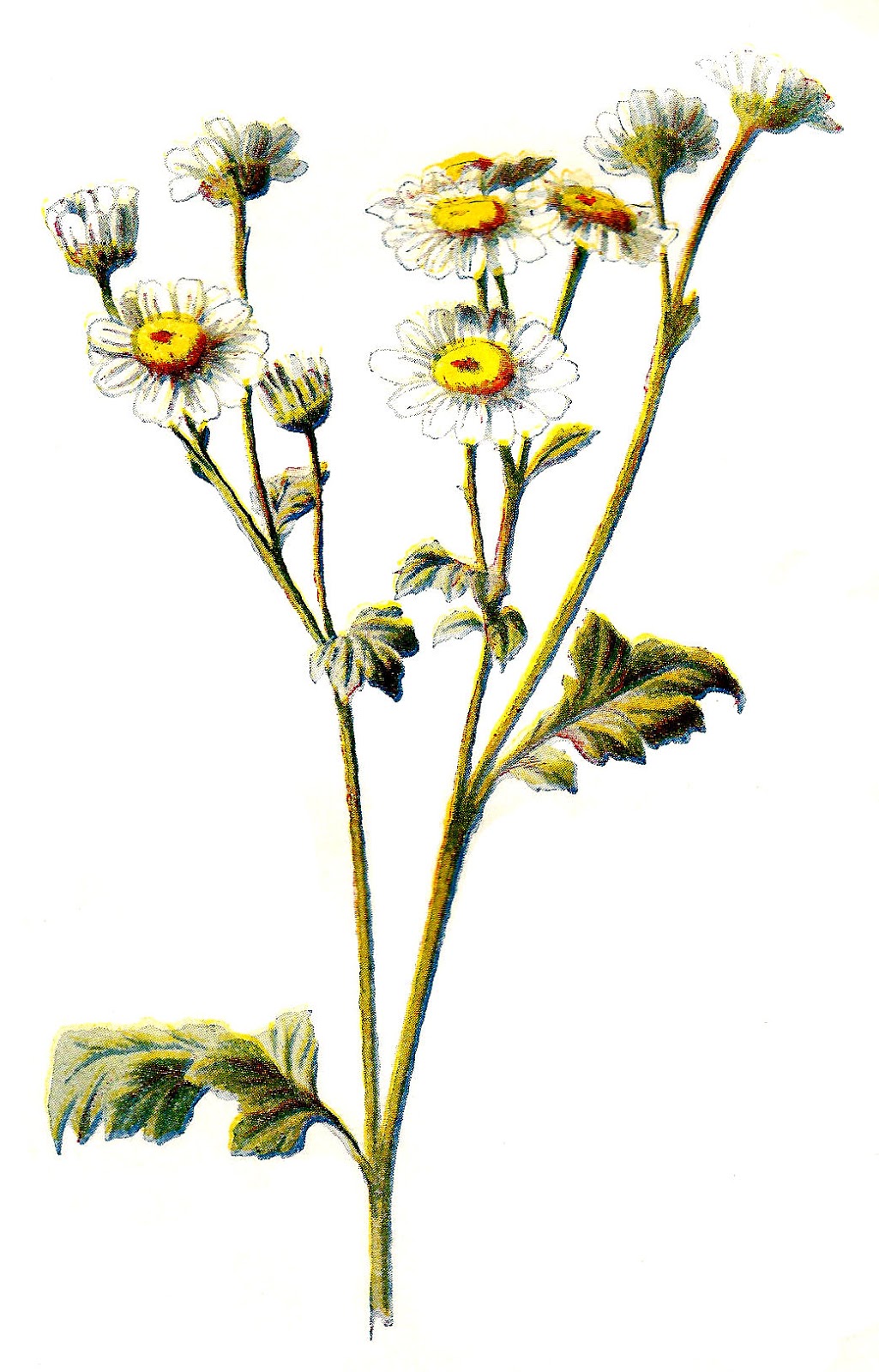 Free Wildflower Cliparts, Download Free Wildflower Cliparts png images