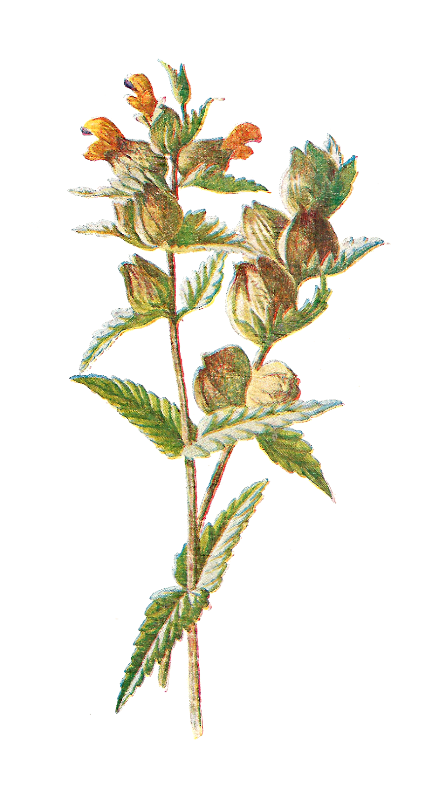 wildflower clip art free - photo #20