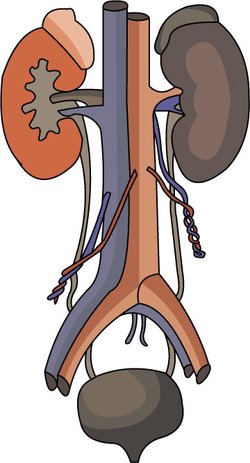 Kidney 20clipart