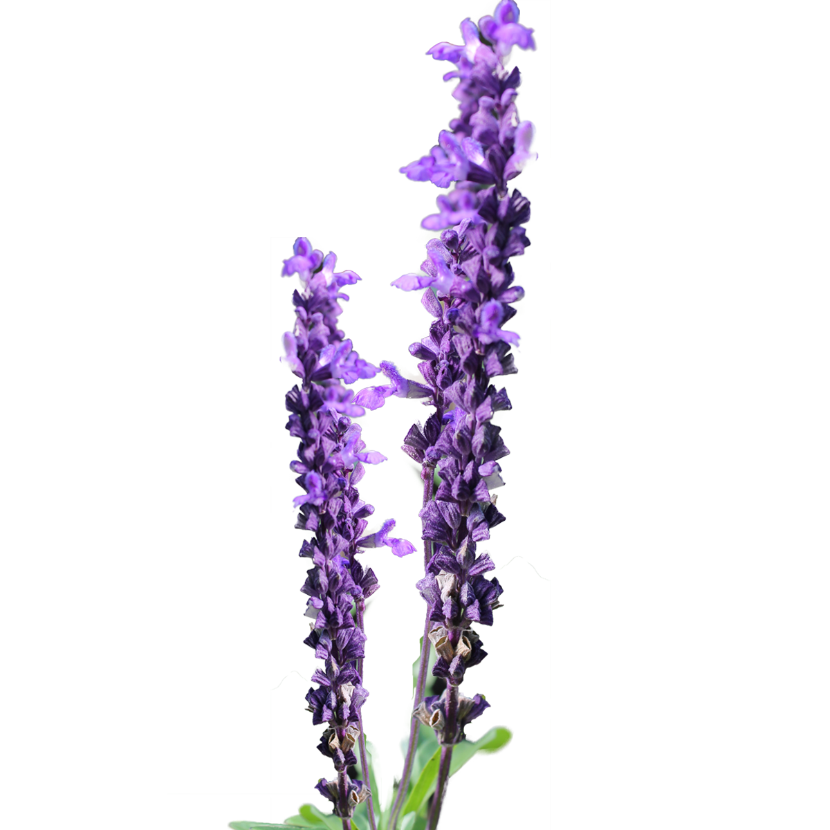free clip art lavender flower - photo #5