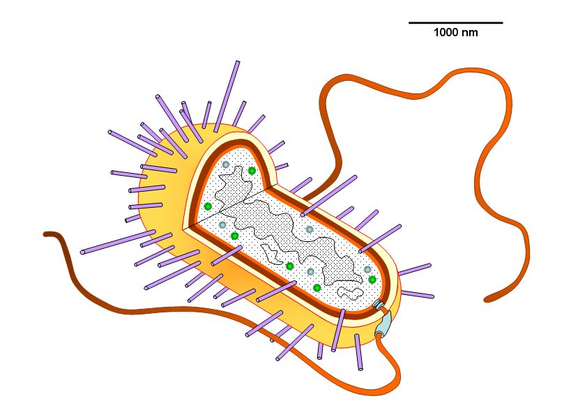 30 Can You Label The Structures Of A Prokaryotic Cell - Labels Design