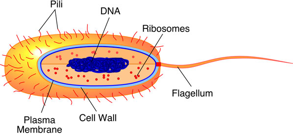 images of eubacteria