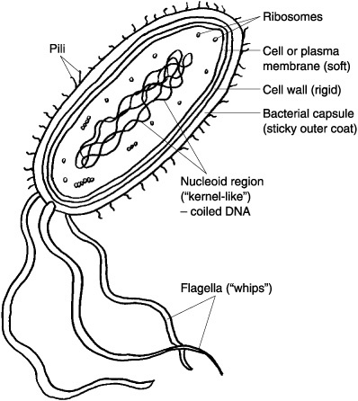 Free Prokaryote Cliparts, Download Free Prokaryote Cliparts png images