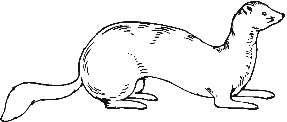 Free Weasel Cliparts, Download Free Weasel Cliparts png images, Free