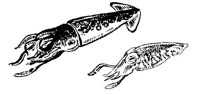 Squid clipart black and white free clipart image image
