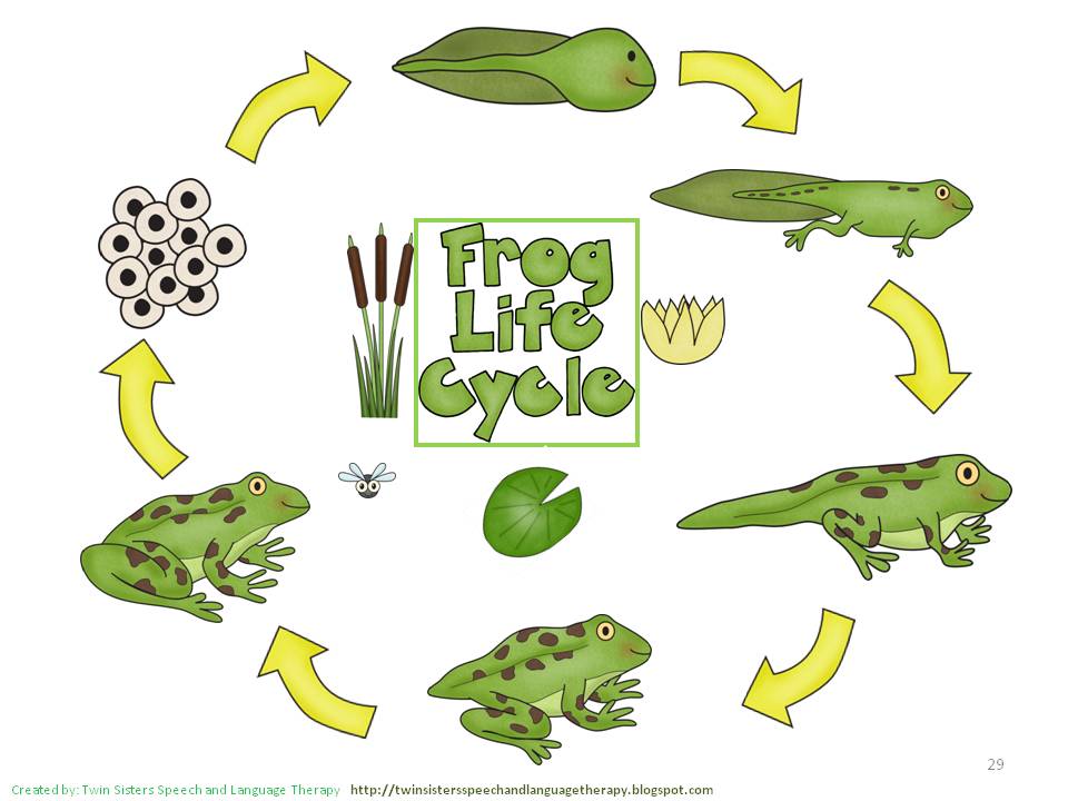 Life Cycle Clipart