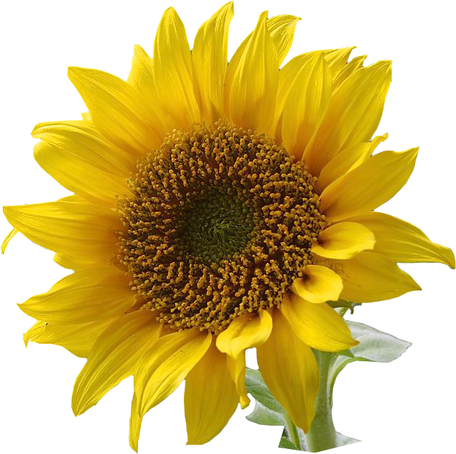 Sunflower clip art clipart free clipart microsoft clipart image