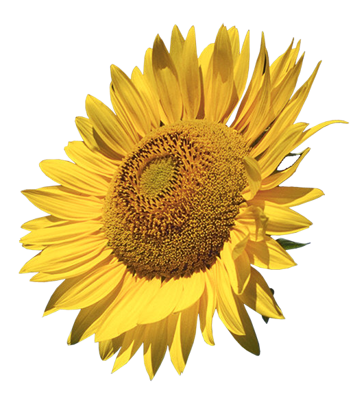 Free Sunflowers Cliparts, Download Free Clip Art, Free ...