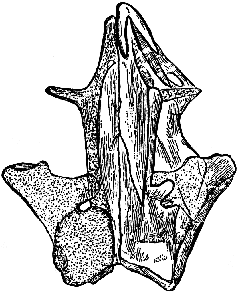 Cranium of the Common Mudpuppy