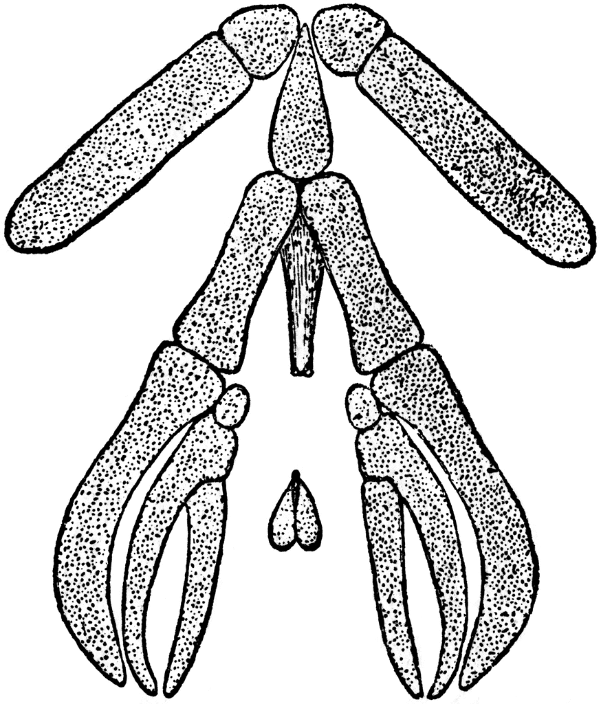 Hyoid and Branchial Apparatus of the Common Mudpuppy
