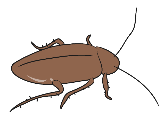 Cockroach Clipart