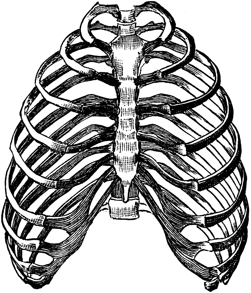 Rib Cage Anatomy Drawing Rib Cage Stock Illustrations 4 582 Rib Cage