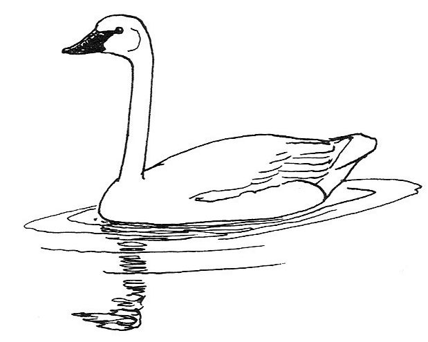 Sketch Swan Clipart