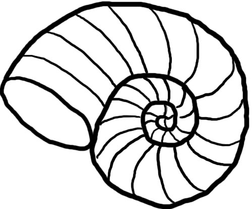 nautilus shell outline