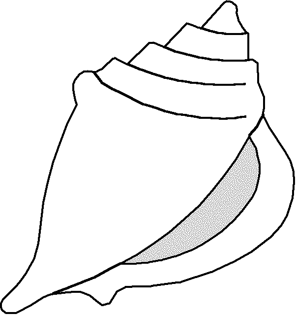 Free Seashell Clipart 