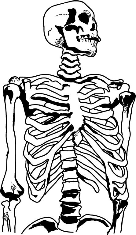 clipart human anatomy - photo #38