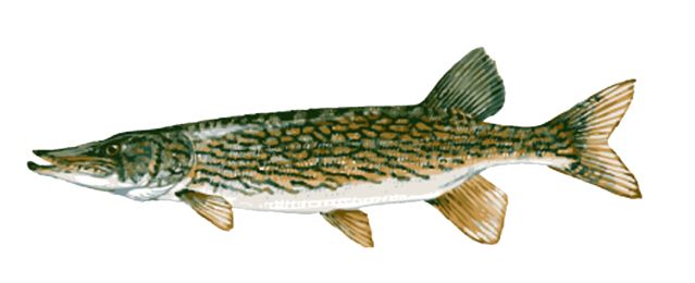 freshwater fish clip art free - photo #38
