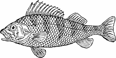 Free Black and White Fish Clipart, 1 page of Public Domain Clip Art