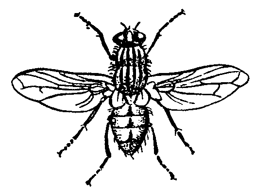 Fly Clipart Black And White