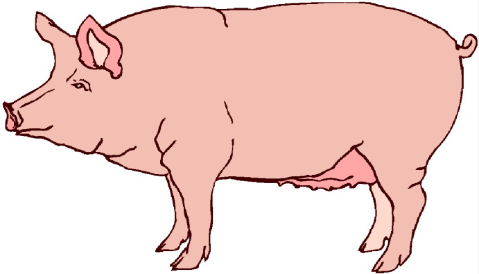 Pigs clip art image