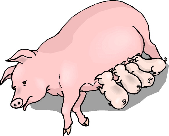 Pigs Clip Art Image