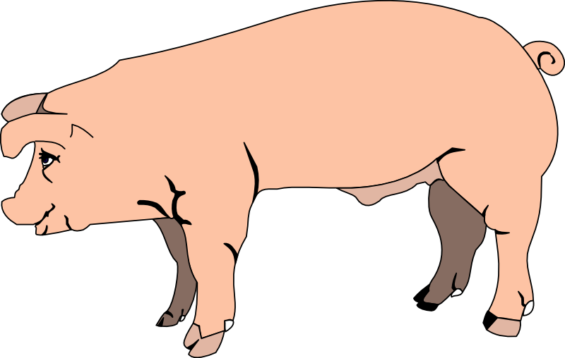 Pig clipart free clipart image
