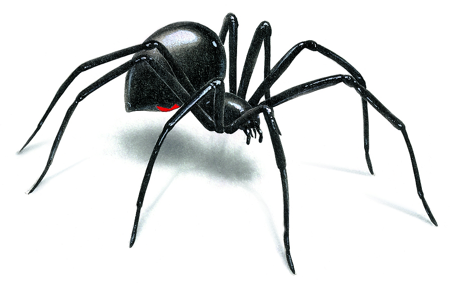 Clip Arts Related To : black widow spider drawing easy. 