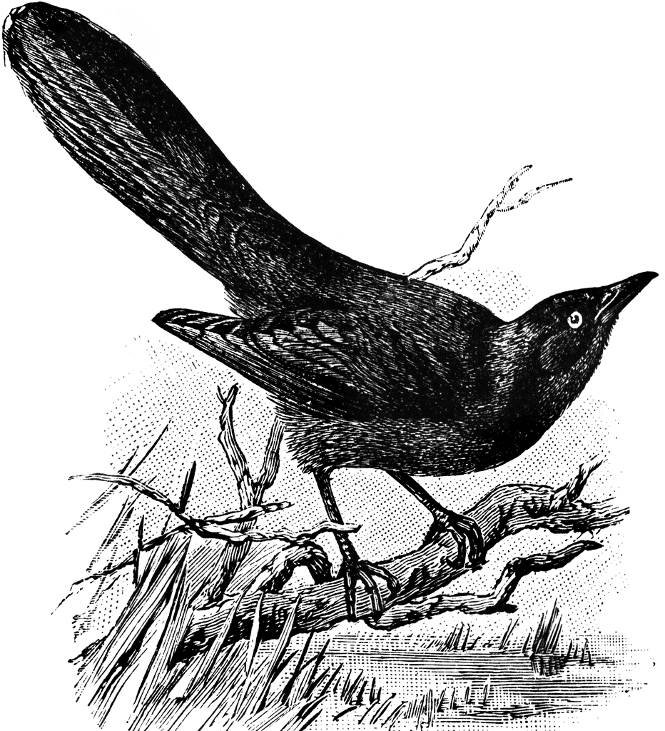 Clip Arts Related To : crow black and white clipart. view all Blackbird Cli...