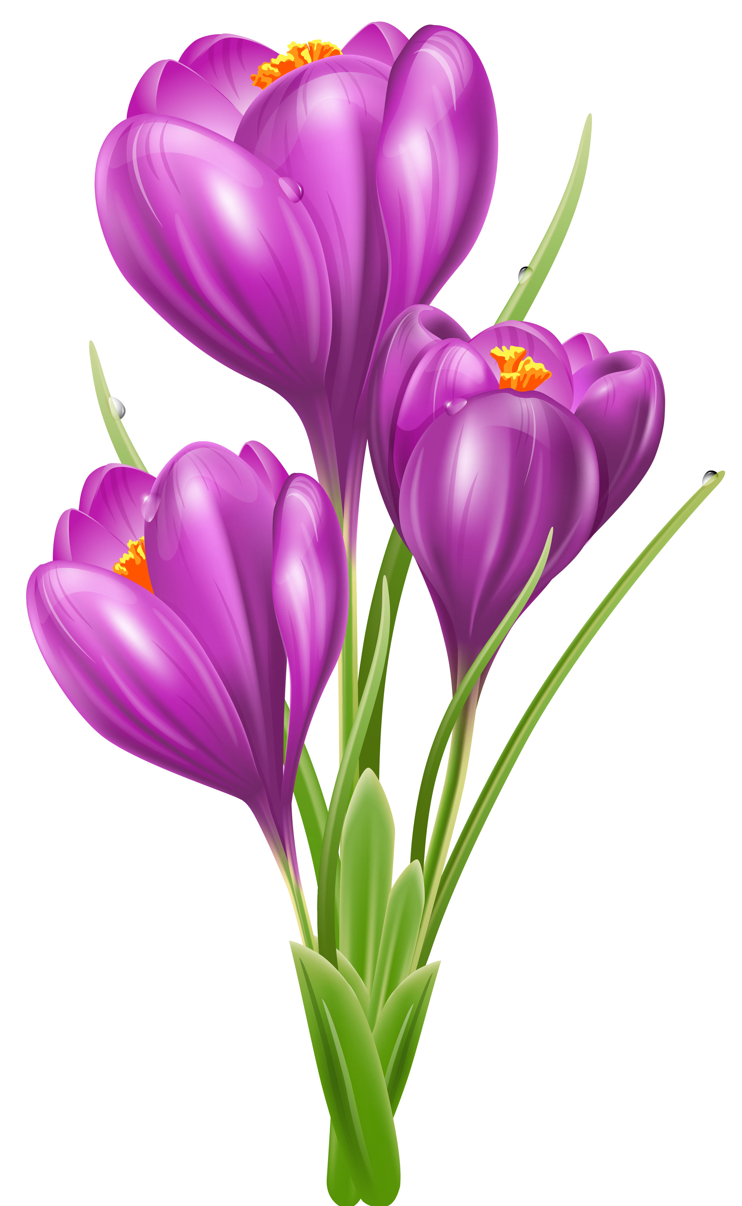 microsoft clipart spring flowers - photo #24