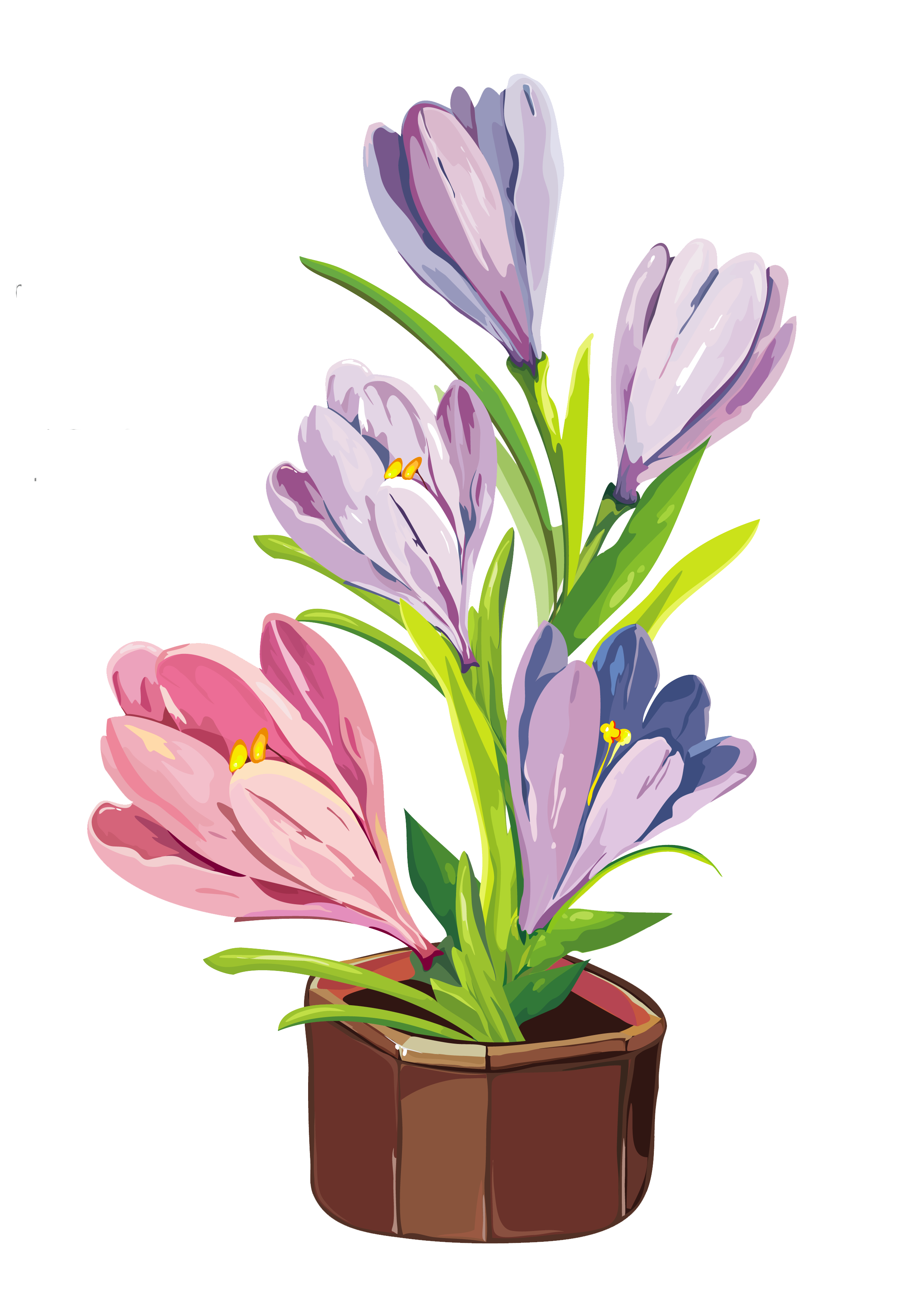 Free Crocus Cliparts, Download Free Crocus Cliparts png images, Free