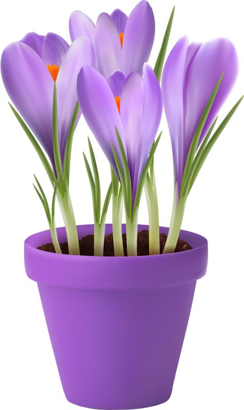 clipart flower in pot - photo #46