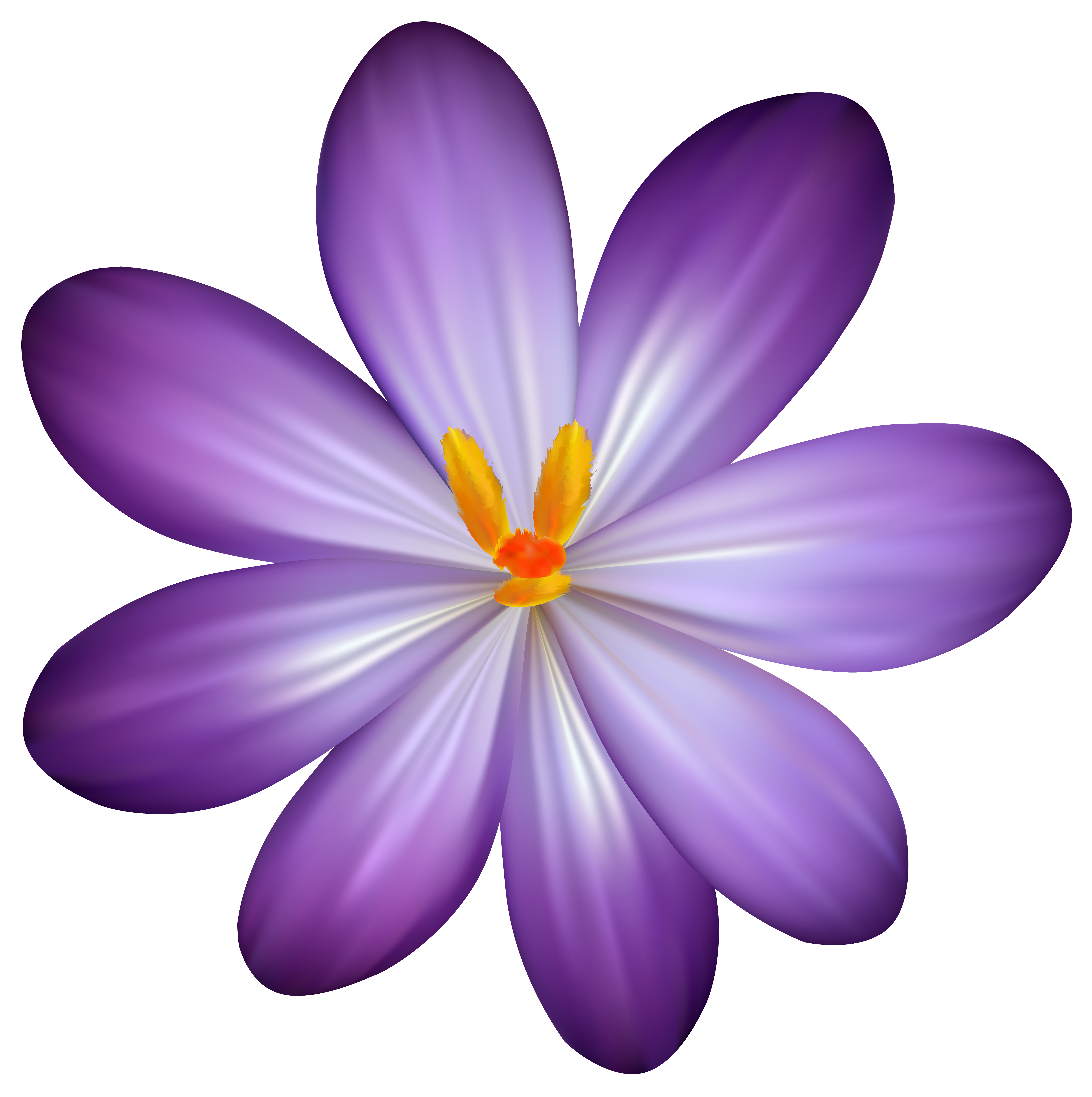 Purple Crocus Flower PNG Clipart Image 