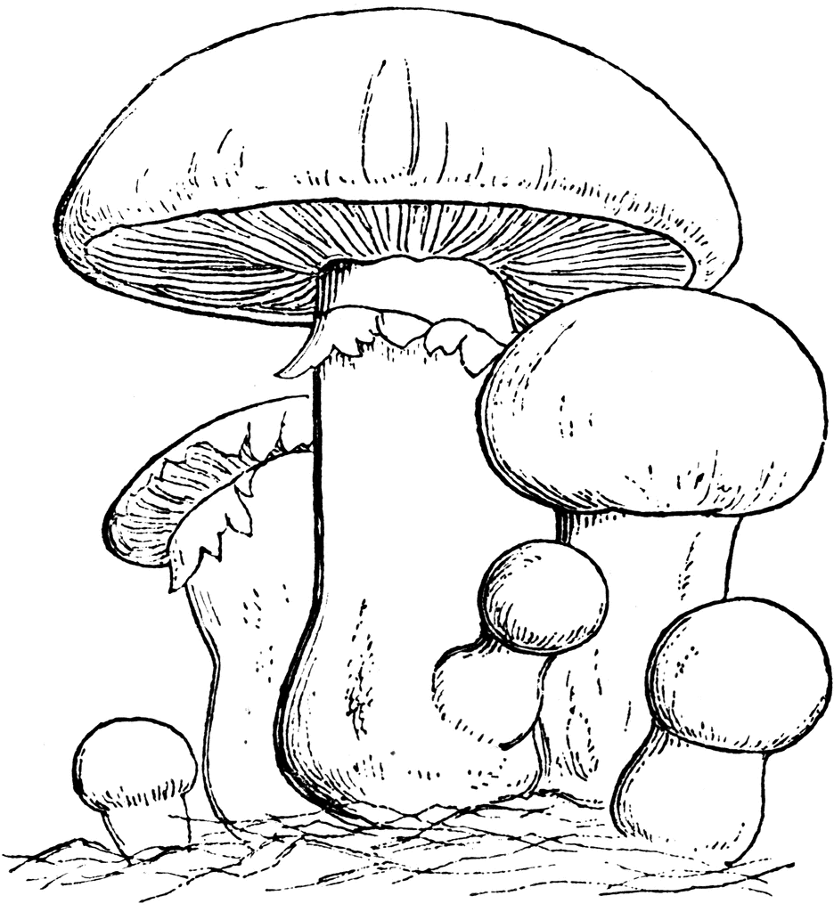 Common mushroom clipart etc image