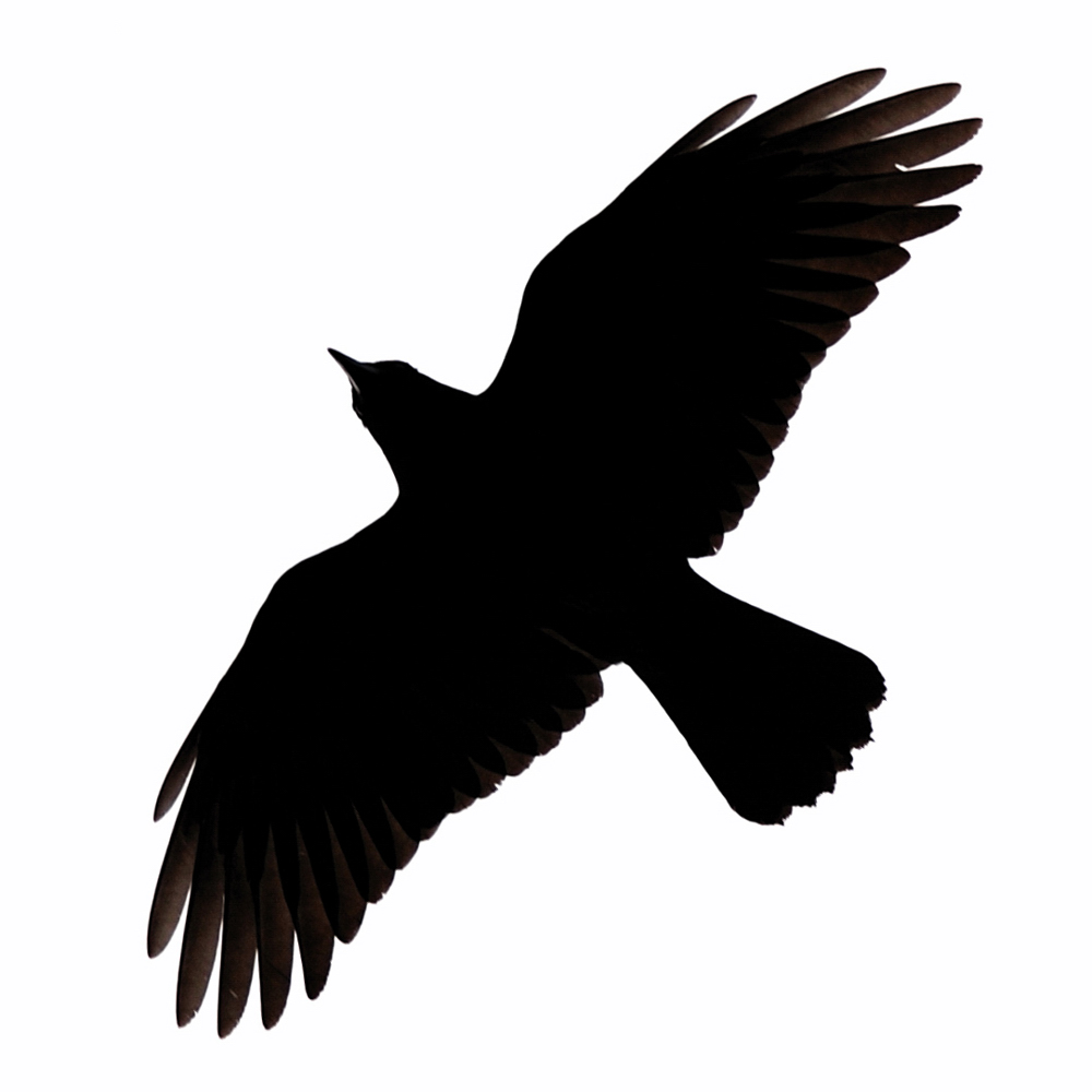 Raven Flying Clipart 