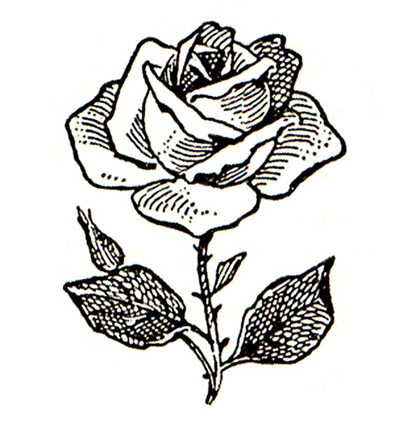 Clip Art Flowers Black And White Roses