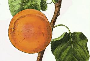 Apricot Clip Art Download