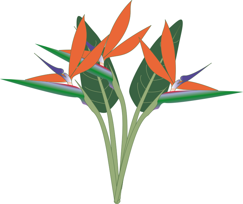 Clipart Drawing Image Of Bird Of Paradise