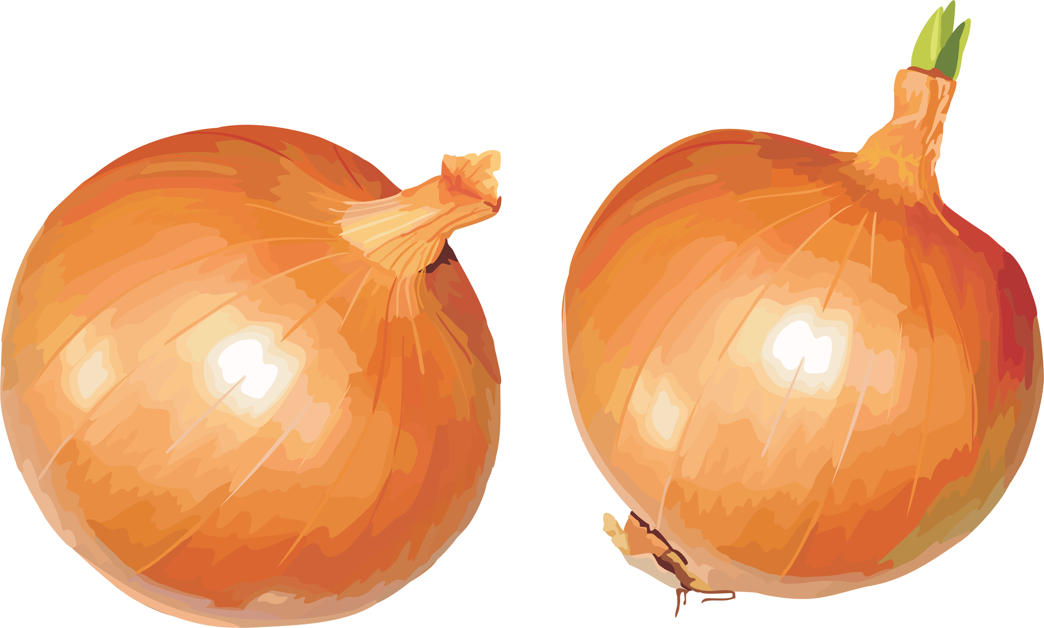 clipart of onion - photo #30